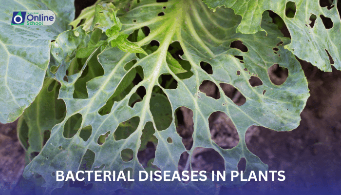 Lesson 11: Bacterial Diseases in Plants